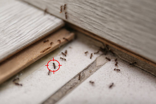 Best Best Pest Control Companies  in Malvern, AR
